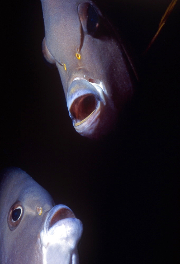 Two Grey Angel fish (Pomacanthus Accuatus). Quirkey close up of heads. Cayman Islads.