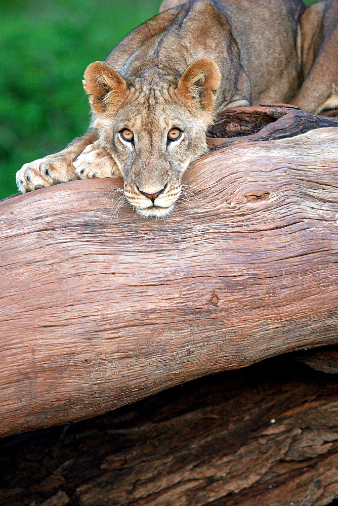 African Lion (Panthera Leo) wild cub. Samburu National Reserve, Kenya.