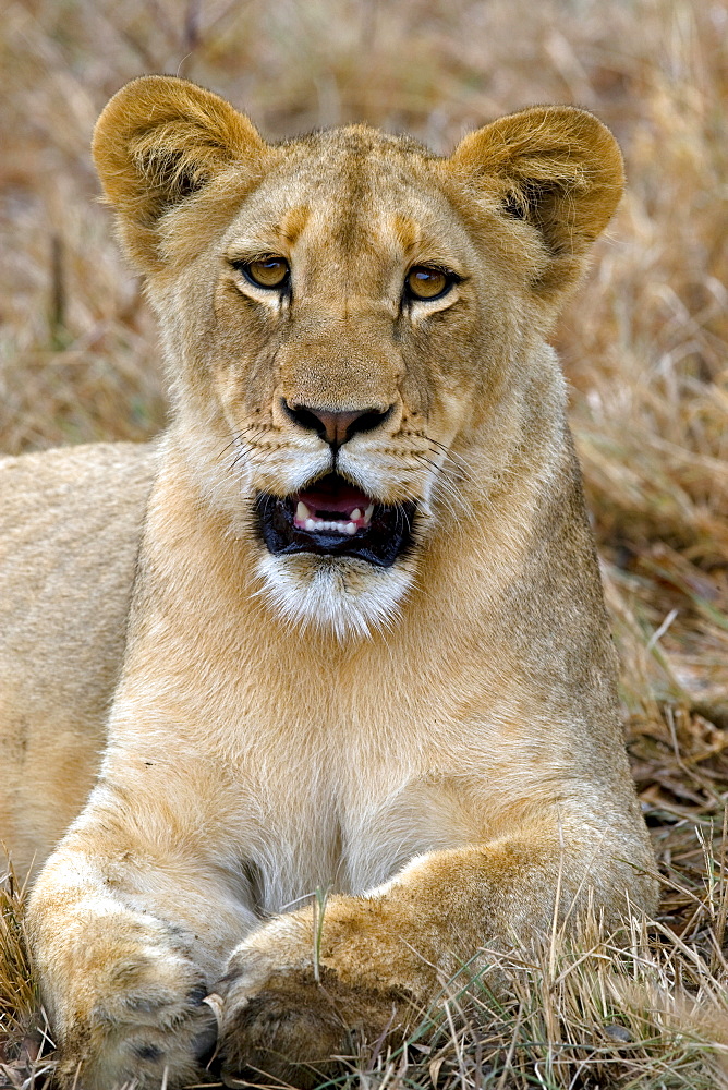 African Lion (Panthera Leo) wild cub. Phinda Reserve, South Africa.