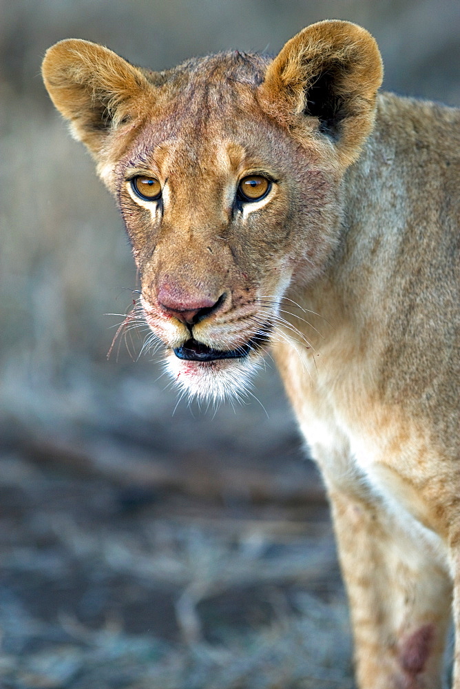 African Lion (Panthera Leo) wild cub. Phinda Reserve, South Africa.