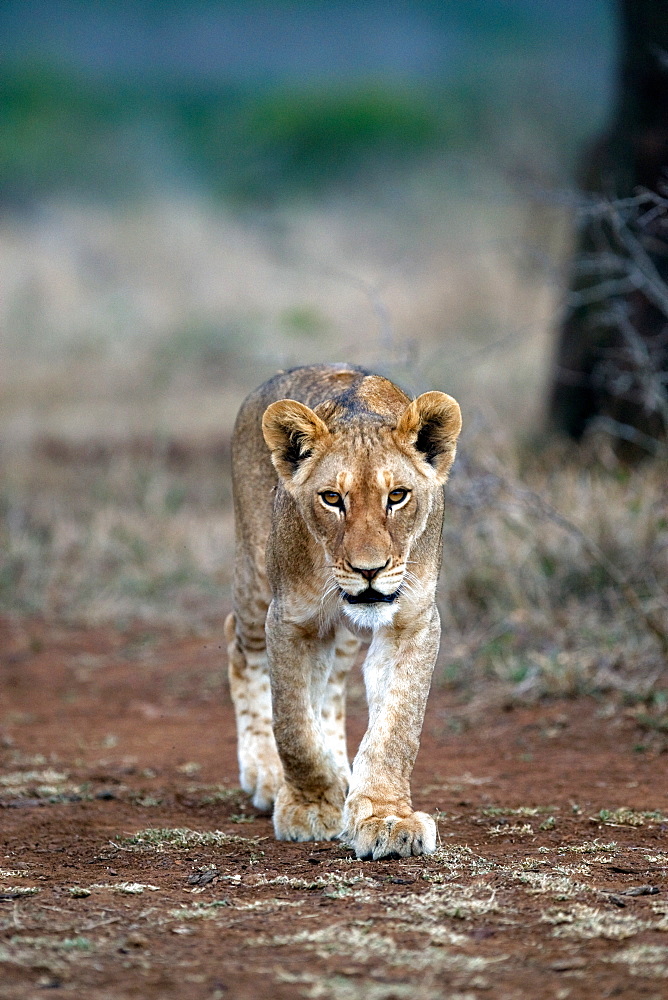 African Lion (Panthera Leo) wild female cub. Phinda Reserve, South Africa.