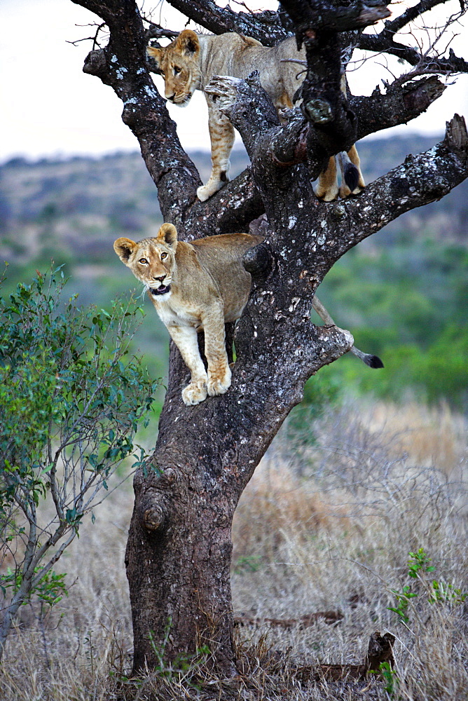 African Lions (Panthera Leo) wild cubs. Phinda Reserve, South Africa.