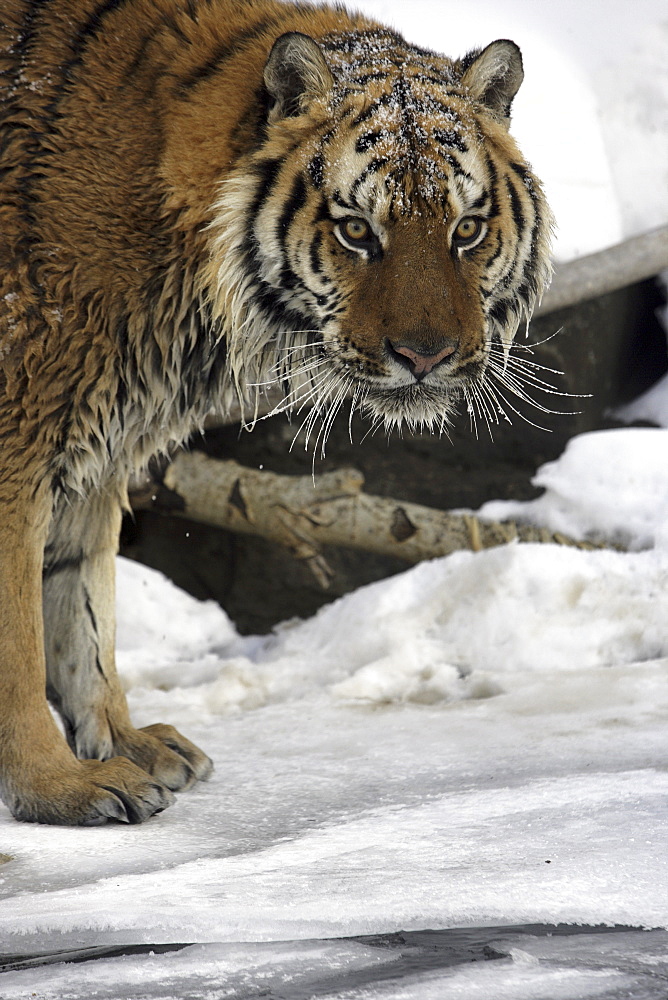 Siberian Tiger (Panthera tigris altaica) captive adult male, critically endangered. Bozeman, Montana.