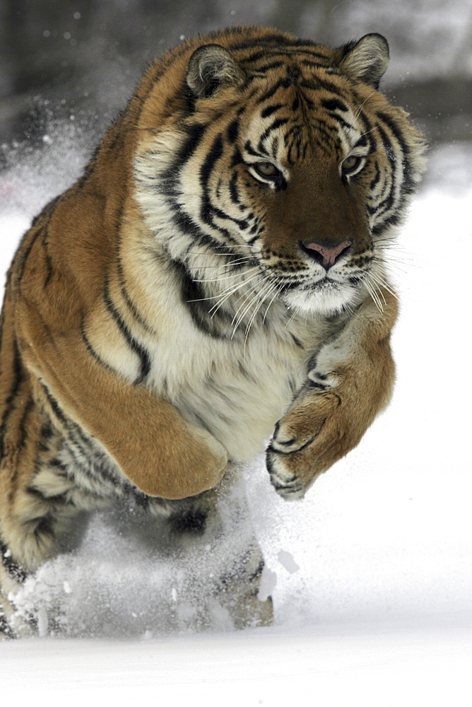 Siberian Tiger (Panthera tigris altaica) captive adult male, critically endangered. Bozeman, Montana.