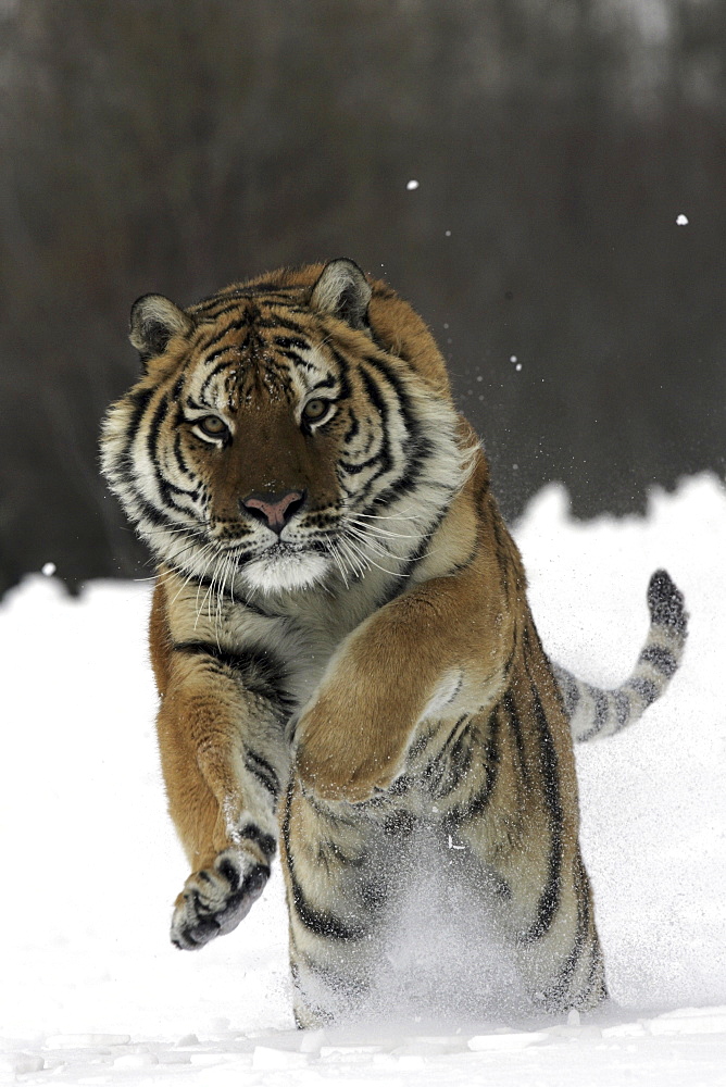 Siberian Tiger (Panthera tigris altaica) captive adult male, critically endangered. Bozeman, Montana.