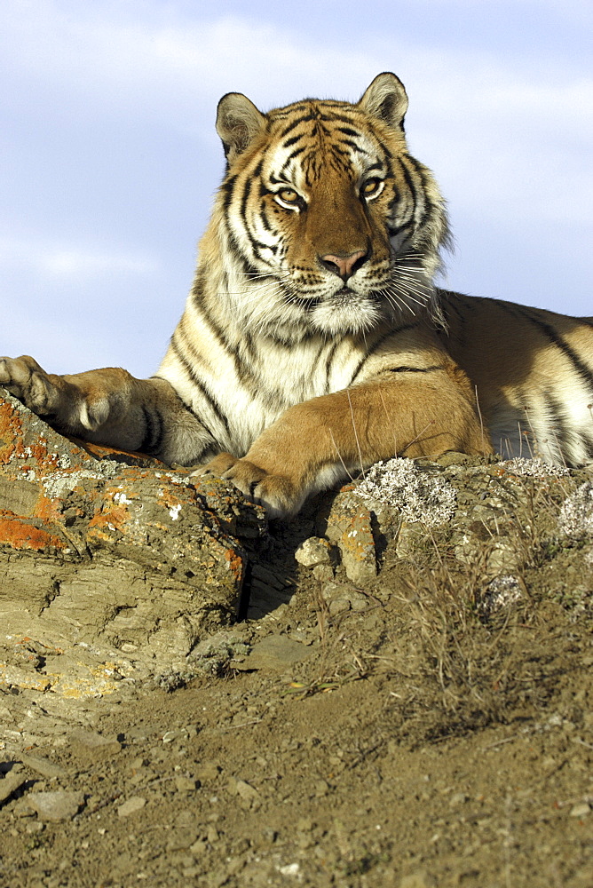 Siberian Tiger (Panthera tigris altaica) captive adult male, critically endangered. Bozeman, Montana.