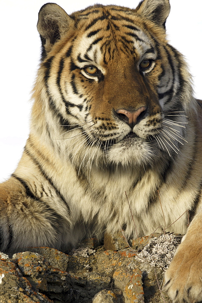 Siberian Tiger (Panthera tigris altaica) captive adult male, critically endangered. Bozeman, Montana.