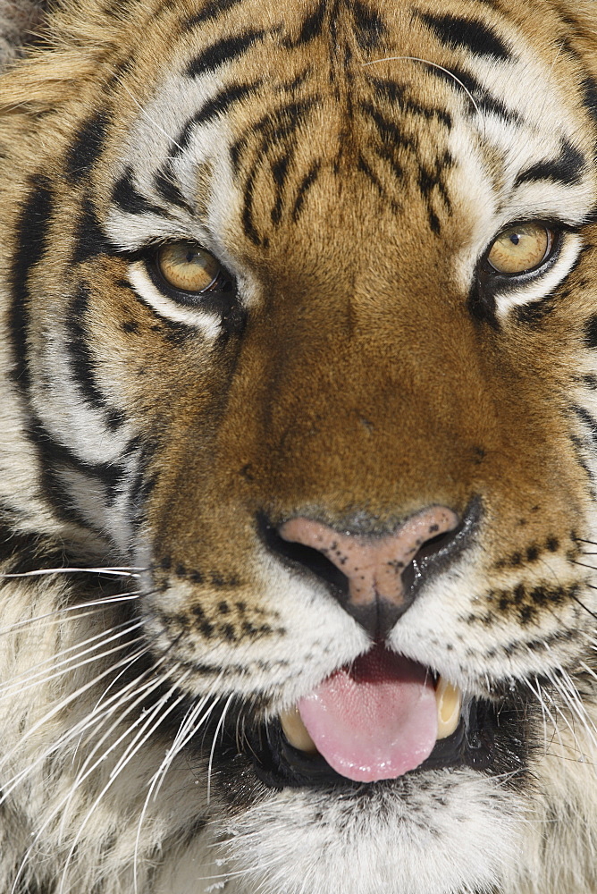 Siberian Tiger (Panthera tigris altaica) captive adult male, critically endangered. Bozeman, Montana.