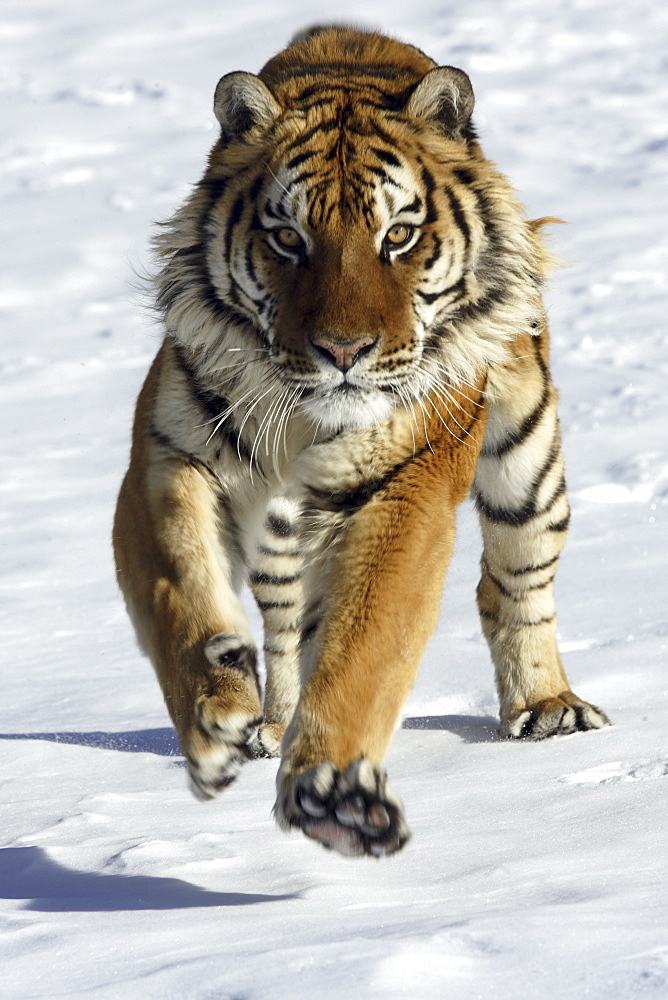 Siberian Tiger (Panthera tigris altaica) captive adult male, critically endangered. Bozeman, Montana.