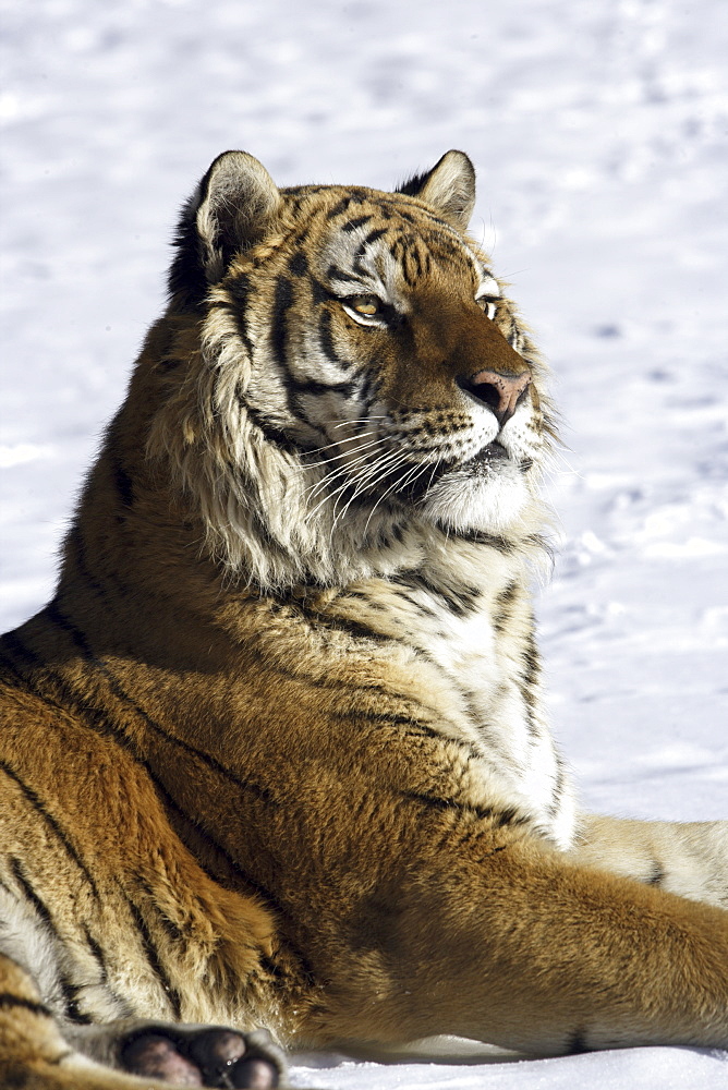 Siberian Tiger (Panthera tigris altaica) captive adult male, critically endangered. Bozeman, Montana.