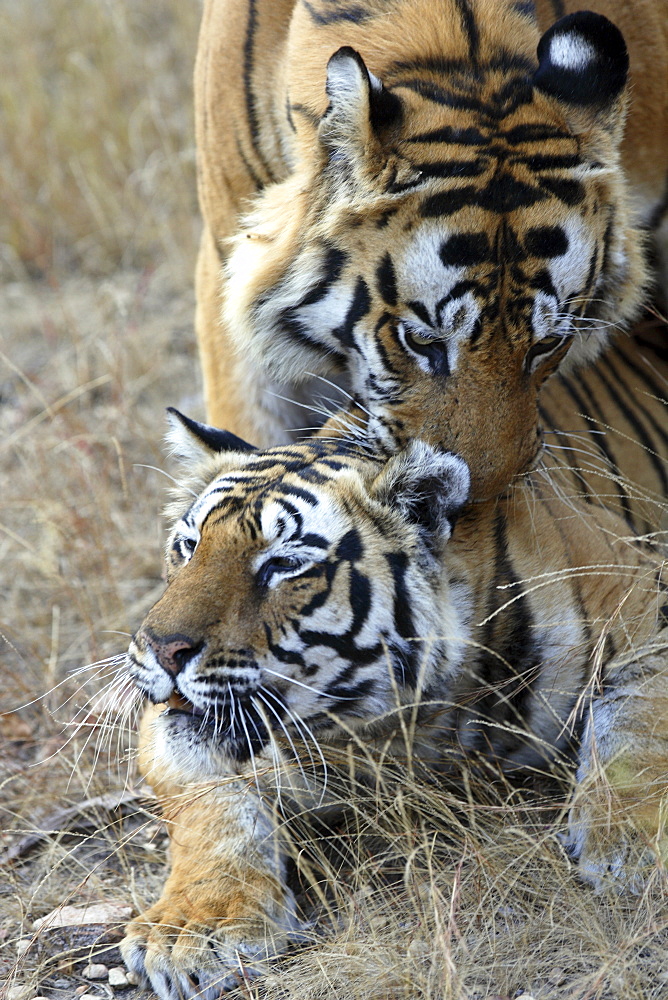 Bengal Tigers (Panthera tigris tigris), wild adult male and female, critically endangered. Bandhavgarh Tiger Reserve, India.