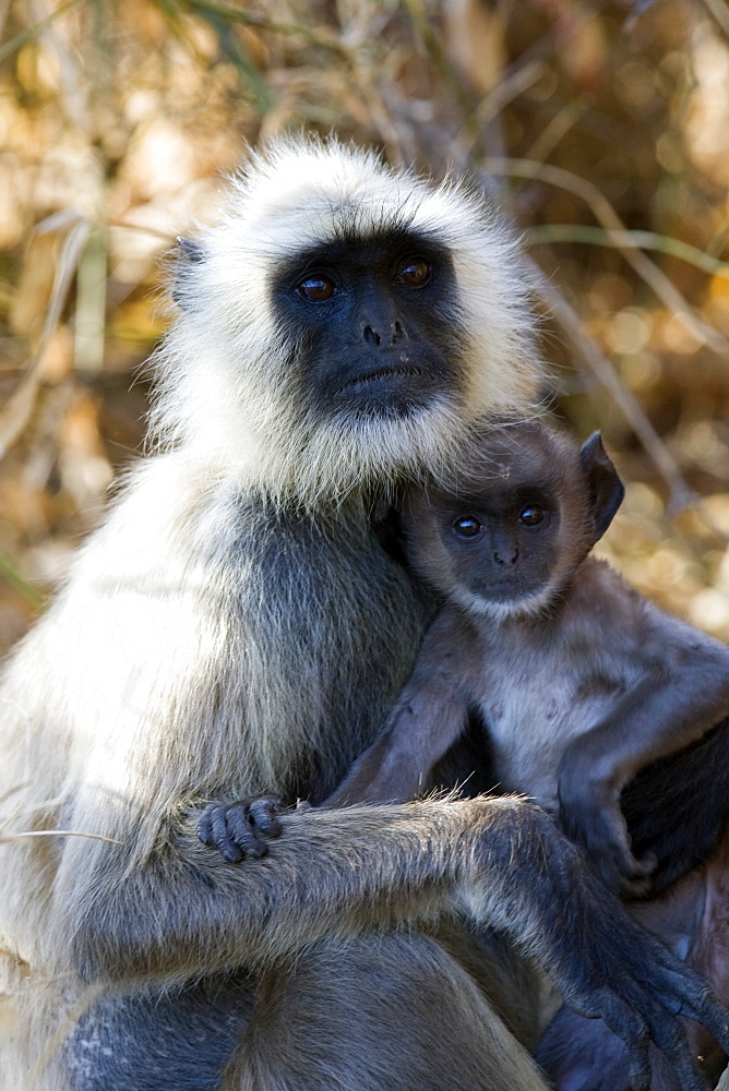 Common Langur Monkey (Semnopithecus entellus) wild adult female with juvenile. Bandhavgarh Tiger Reserve, India