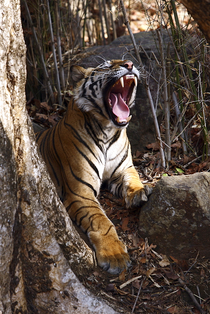 Bengal Tiger (Panthera Tigris Tigris) wild sub-adult male, critically endangered. Bandhavgarh Tiger Reserve, India.