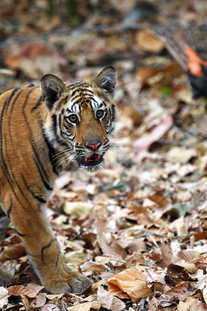 Bengal Tiger (Panthera Tigris Tigris), wild, 12 month old cub, critically endangered. Bandhavgarh Tiger Reserve, India