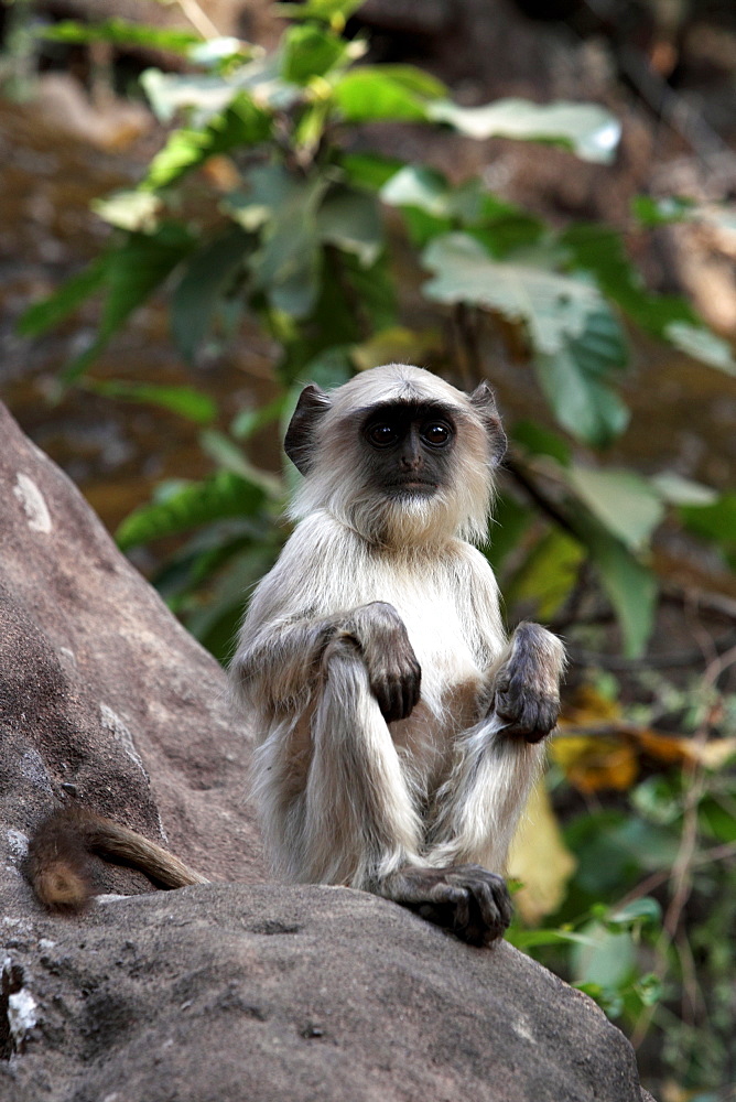 Common Langur Monkey, Gray Langur Monkey, Hanuman Monkey (Semnopithicus Entellus), wild. Bandhavgarh Tiger Reserve, India