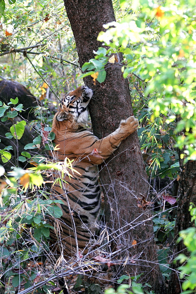 Bengal Tiger (Panthera Tigris Tigris), wild, adult male, critically endangered. Bandhavgarh Tiger Reserve, India