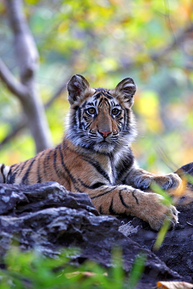 Bengal Tiger (Panthera Tigris Tigris), wild, 12 month old cub, critically endangered. Bandhavgarh Tiger Reserve, India