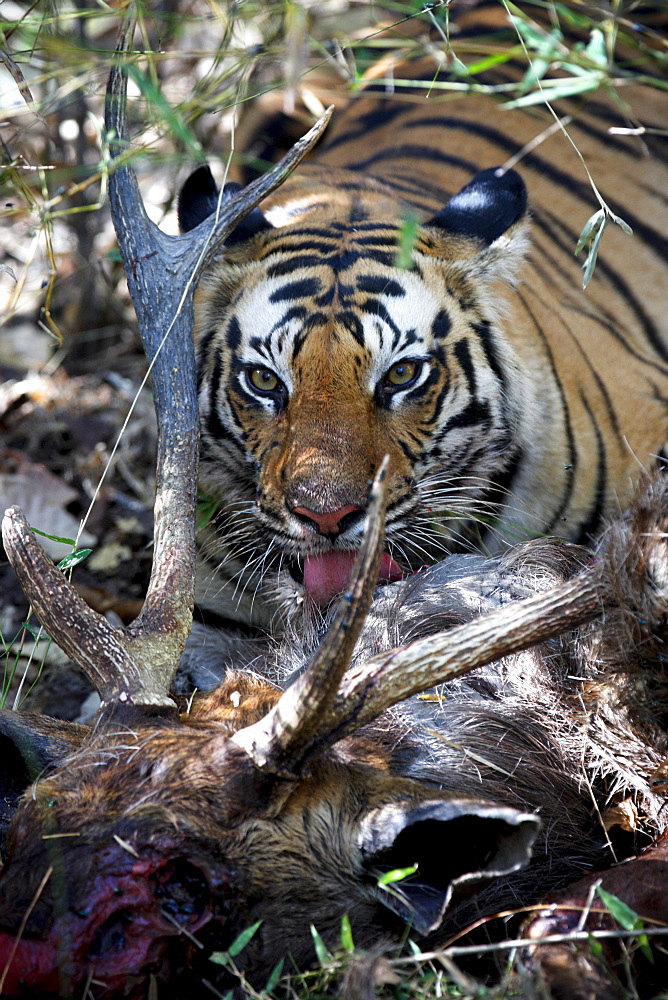 Bengal Tiger (Panthera Tigris Tigris), wild, adult female, critically endangered. Bandhavgarh Tiger Reserve, India