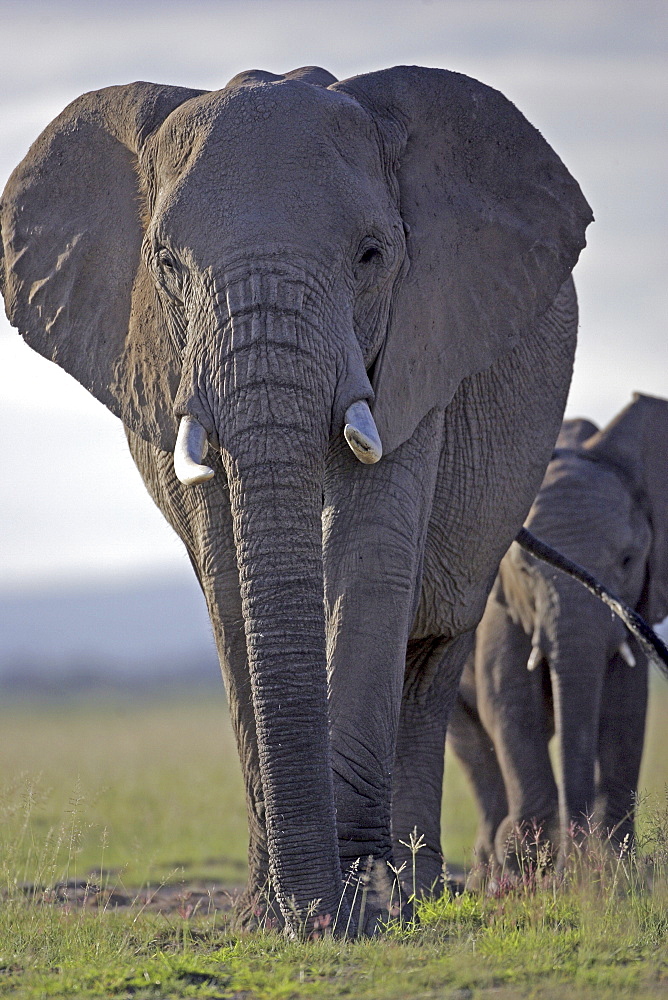 African Elephants (Loxodonta africana) wild adult females. Amboseli National Park, Kenya.