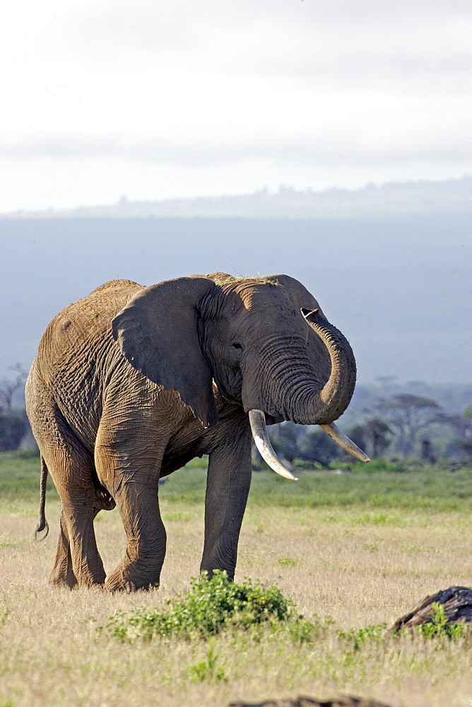 African Elephant (Loxodonta africana) wild adult male. Amboseli National Park, Kenya.