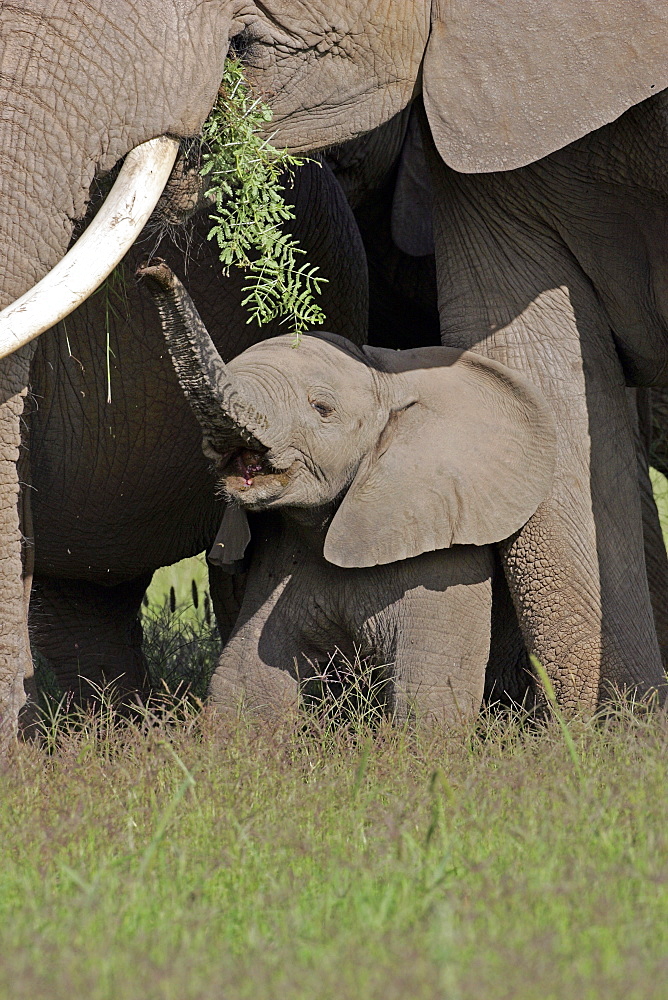 African Elephants (Loxodonta africana) wild adult female and juvenile. Amboseli National Park, Kenya.