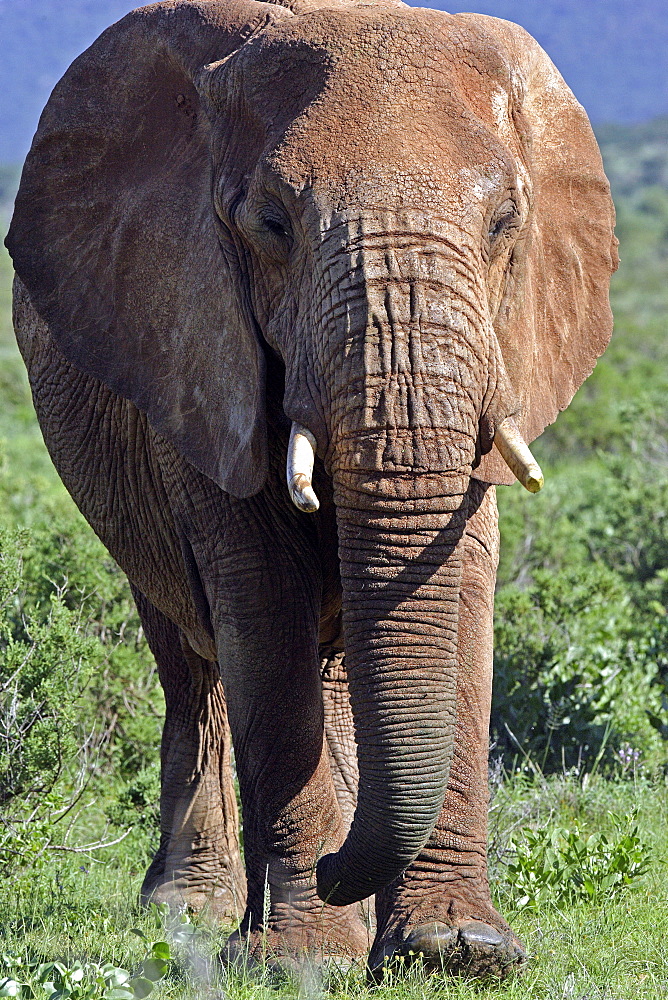 African Elephant (Loxodonta africana) wild adult male. Amboseli National Park. Kenya.