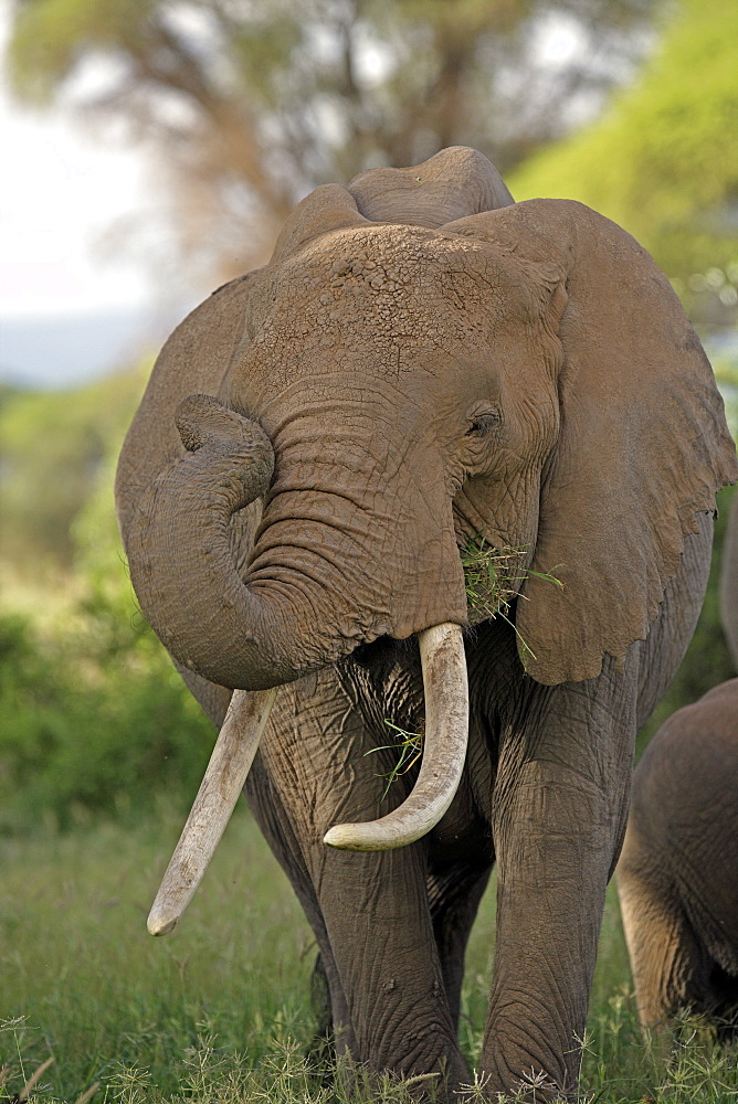 African Elephant (Loxodonta africana) wild adult female. Phinda Reserve, South Africa.