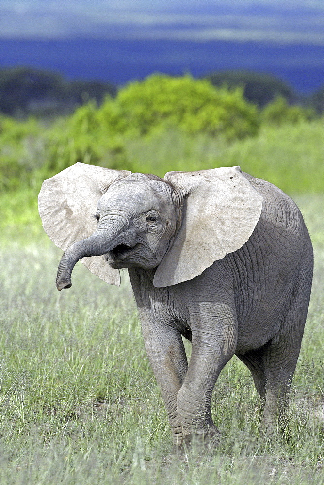 African Elephant (Loxodonta africana) wild juvenile. Amboseli, Kenya.