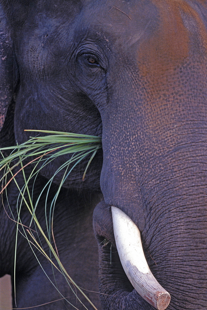 Asian Elephant, Indian Elephant (Elephas maximus indicus) captive adult male. Bandhavgarh Tiger Reserve, India.