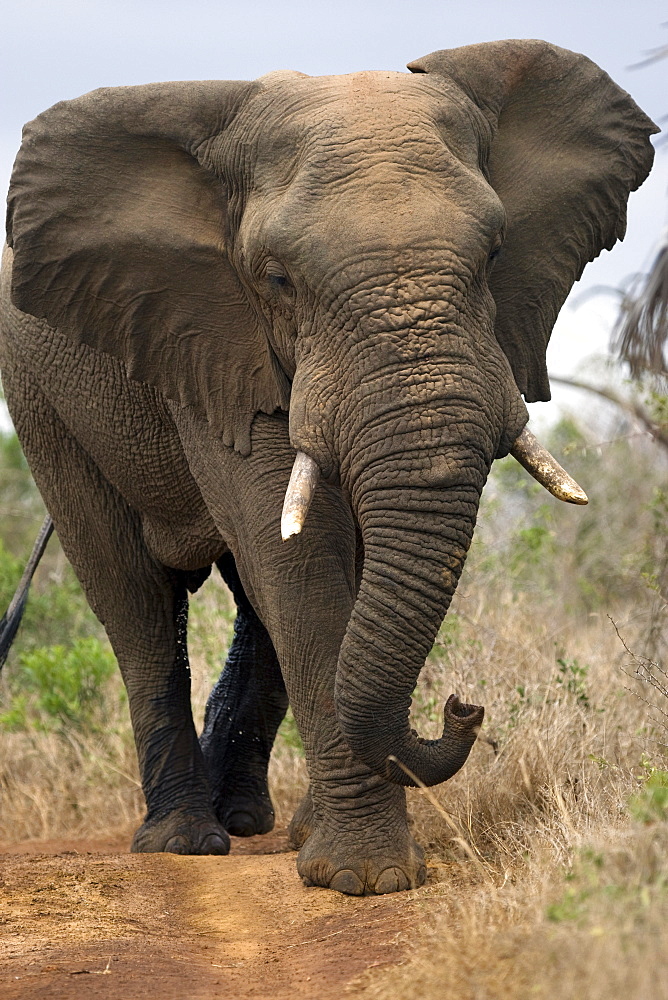 African Elephant (Loxodonta africana) wild adult female. Phinda Reserve, South Africa.