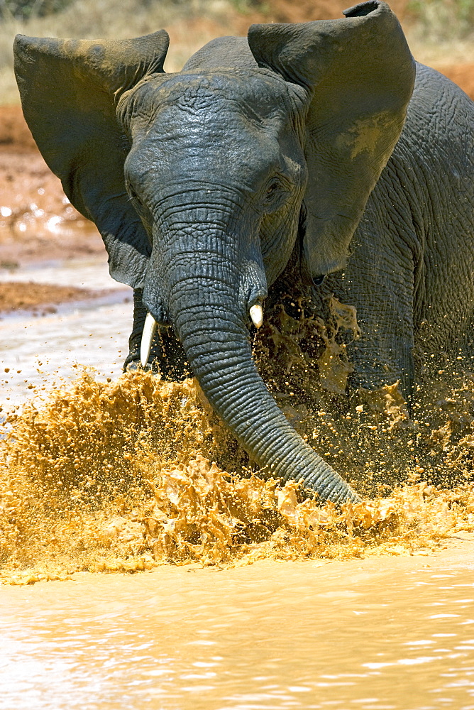 African Elephant (Loxodonta africana) wild adult male. Phinda Reserve, South Africa.