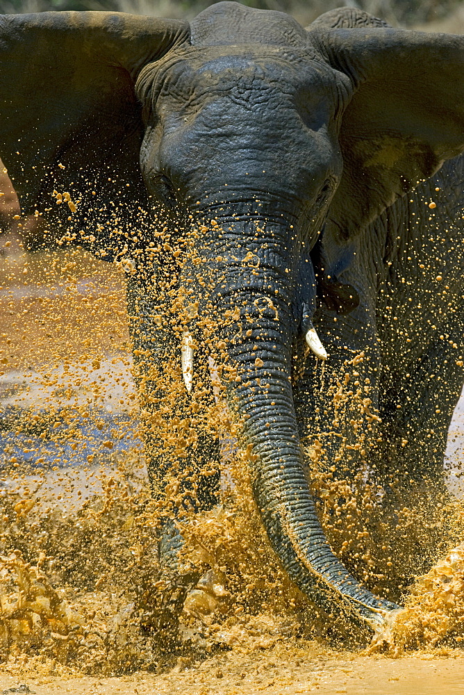 African Elephant (Loxodonta africana) wild adult male. Phinda Reserve, South Africa.