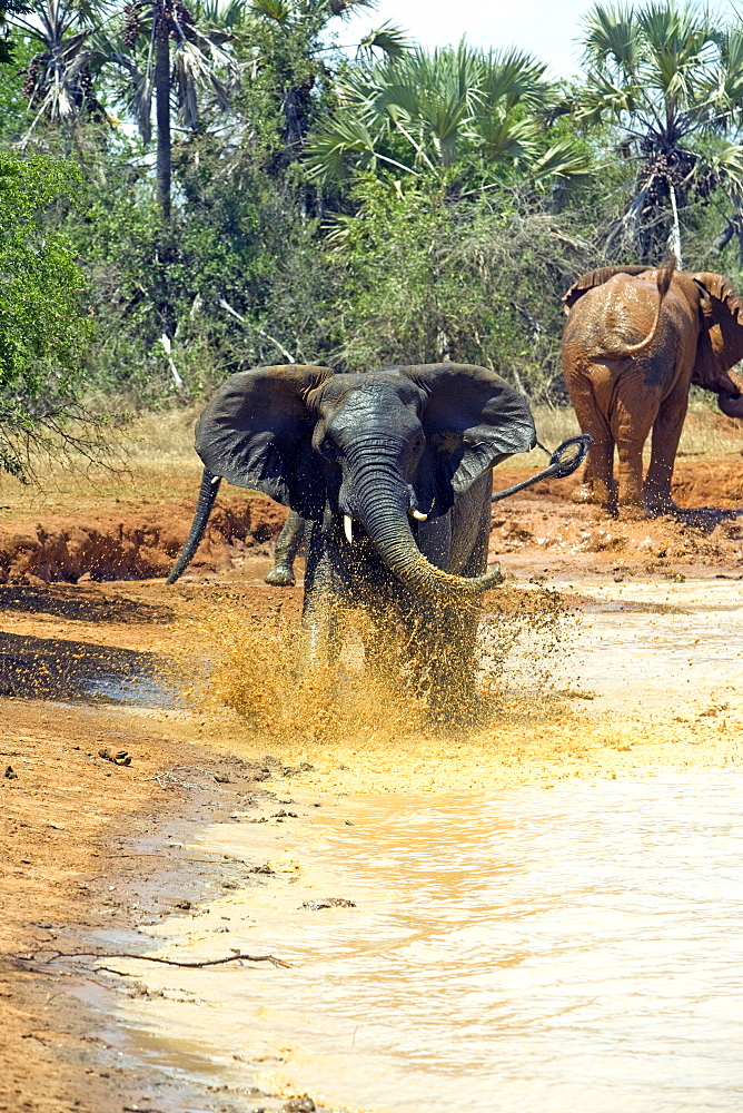 African Elephants (Loxodonta africana) wild adult males. Phinda Reserve, South Africa.