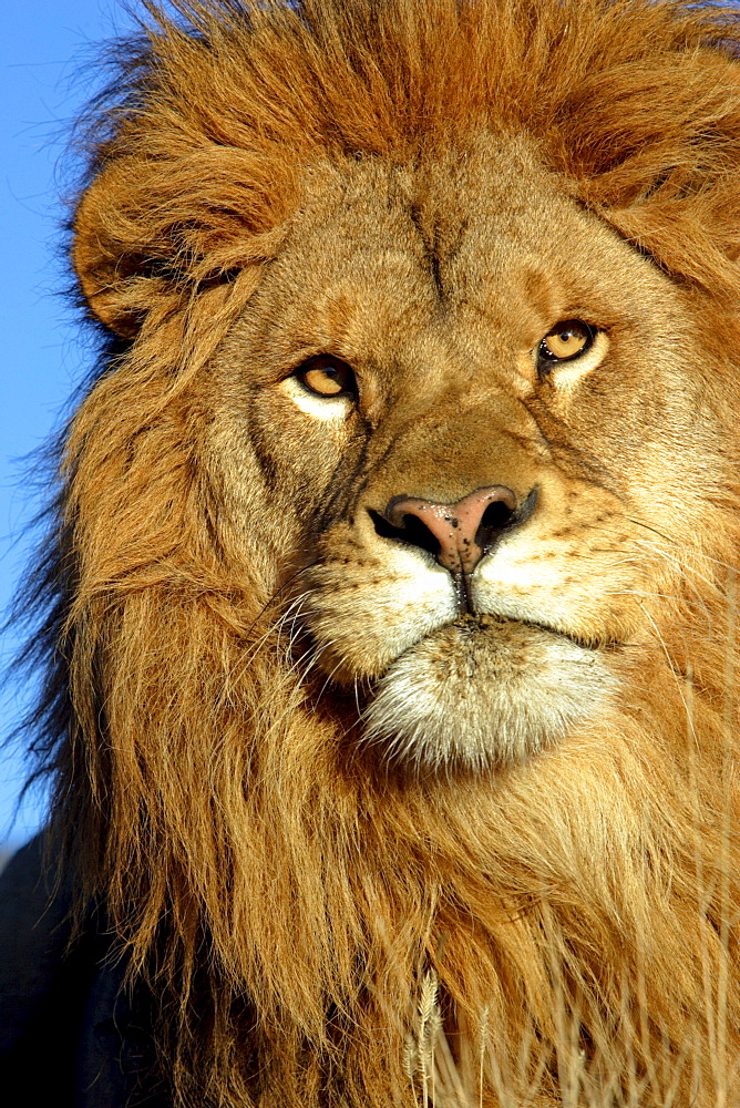 African Lion (Panthera Leo) captive adult male. Bozeman, Montana.