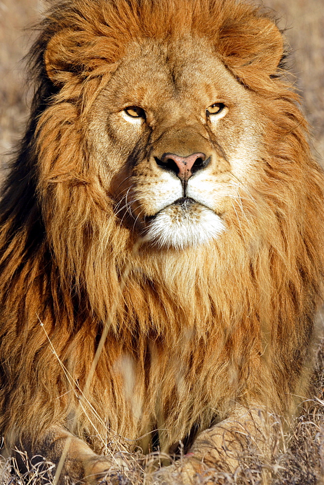 African Lion (Panthera Leo) captive adult male lion. Bozeman, Montana.