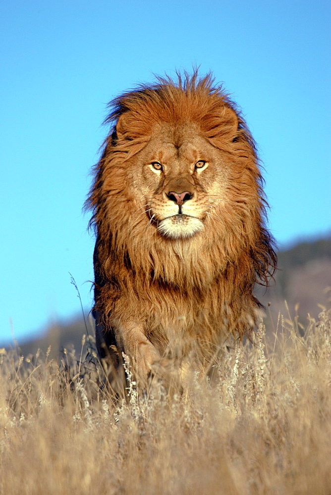 African Lion (Panthera Leo) captive adult male. Bozeman. Montana.