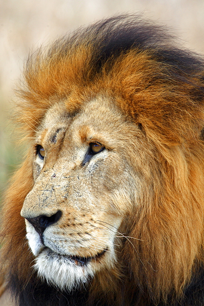 African Lion (Panthera Leo) wild adult male. Phinda Reserve, South Africa.