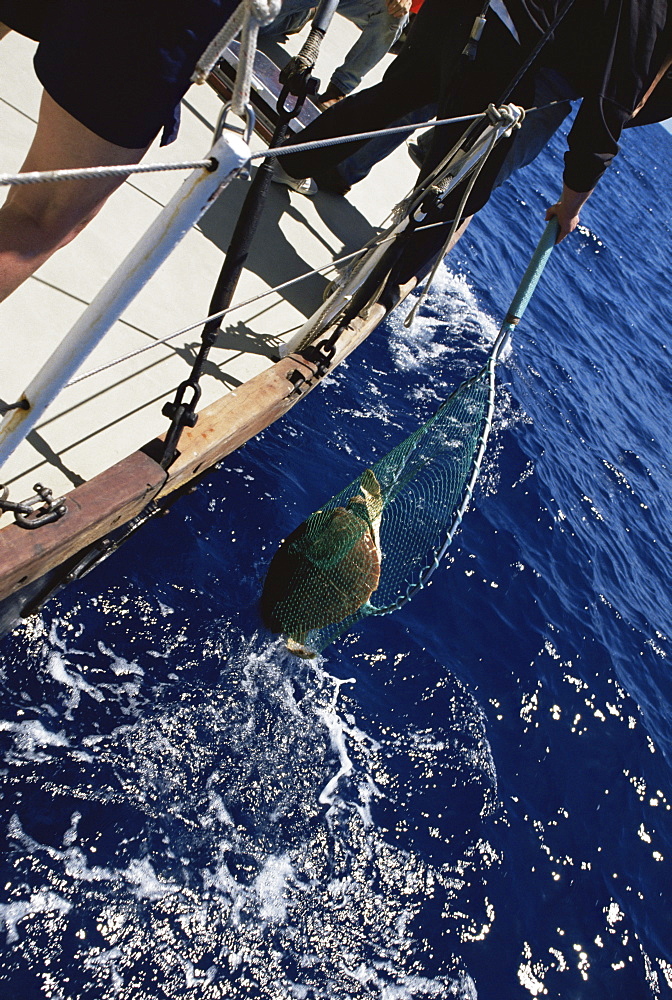 Loggerhead Turtle (Caretta caretta) being captured for tagging project. Azores