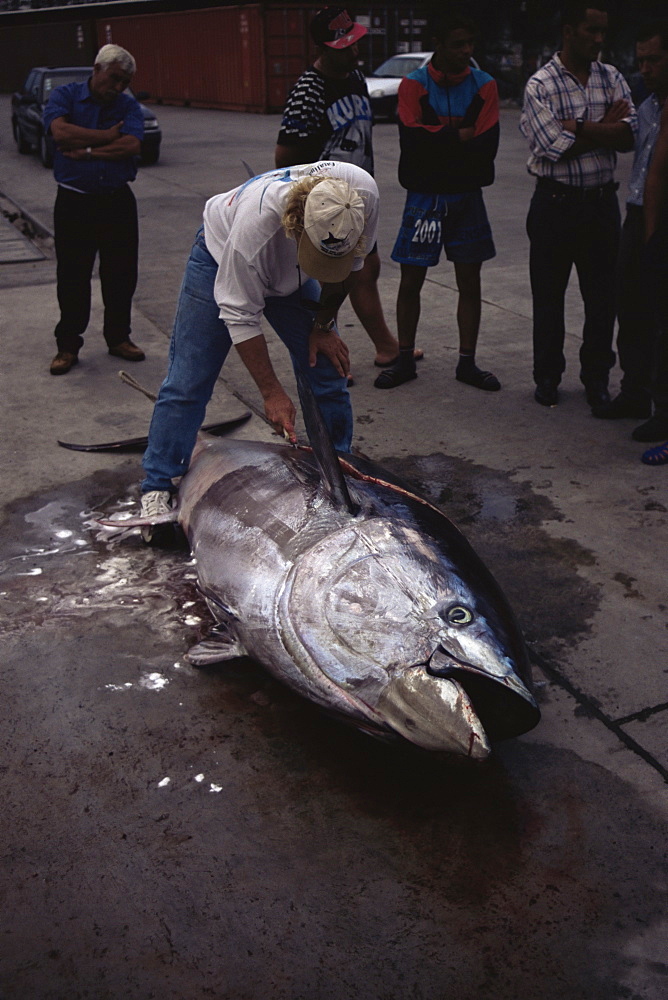 Bluefin Tuna (Thunnus thynnus) caught by big game boat. Azores