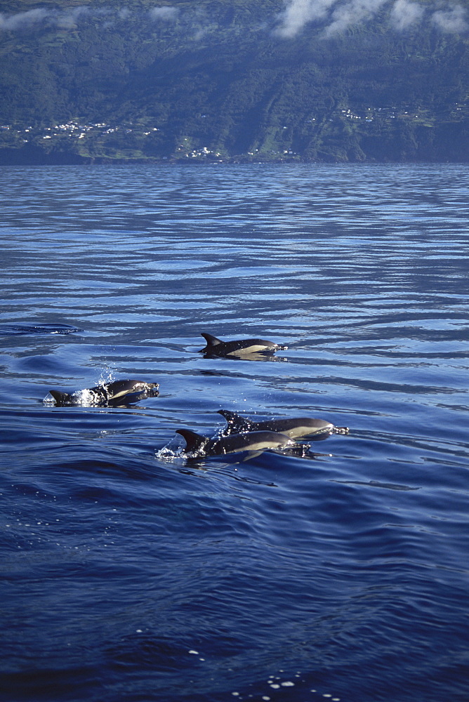 Short-beaked Common Dolphin (Delphinus delphis). Azores