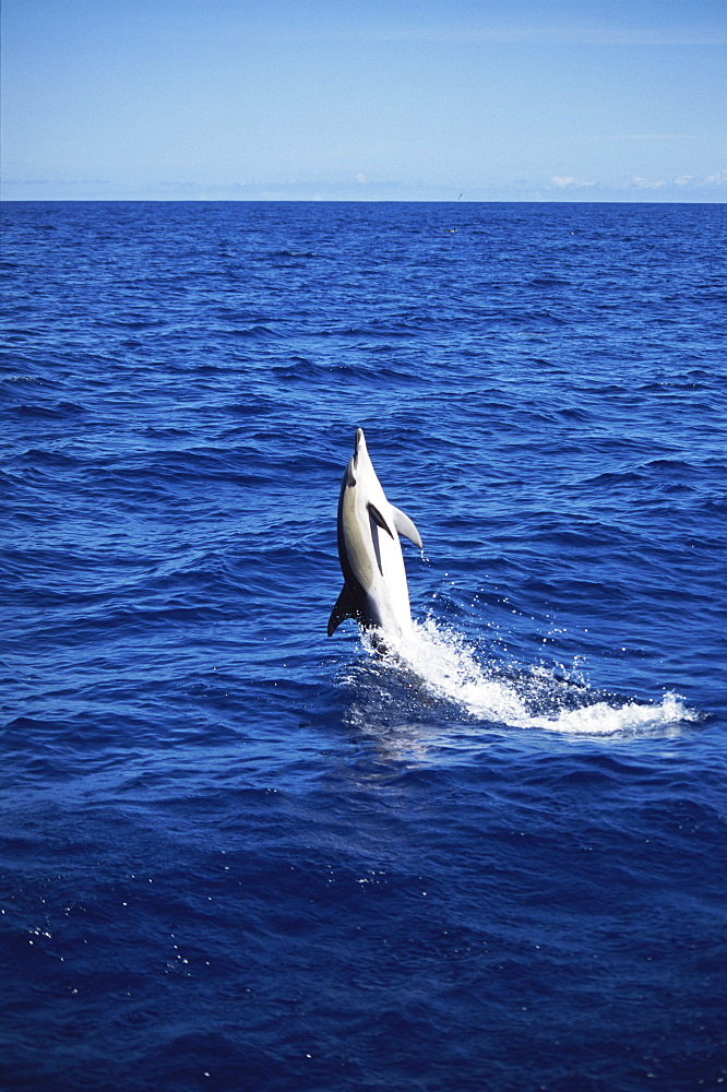 Short-beaked Common Dolphin (Delphinus delphis) back leap. Azores