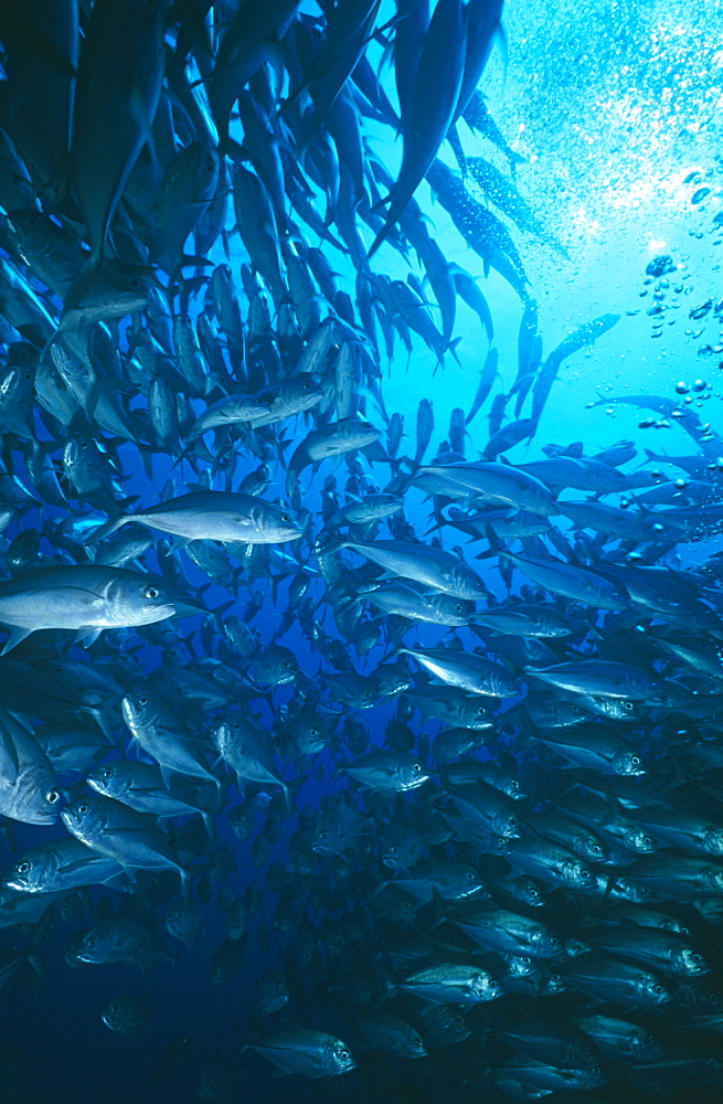 Giant Trevally (Coranx ignobilis), large school of fish, Sipadan Island, Malaysia