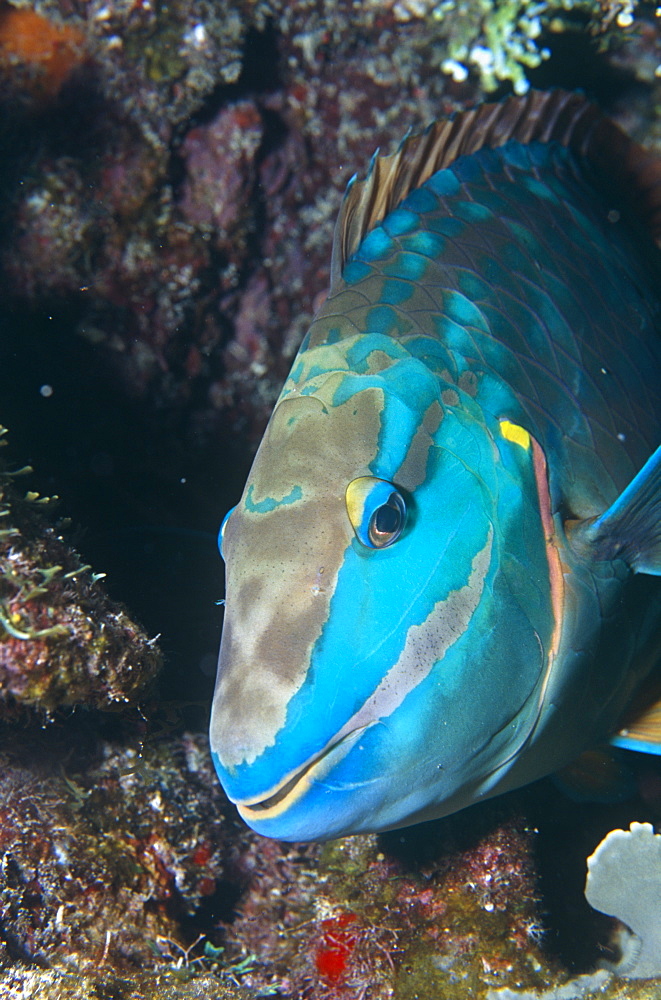 Redband parrotfish (Sparisoma aurofrenatum), showing head detail turning slightly to right,Cayman Islands, Caribbean