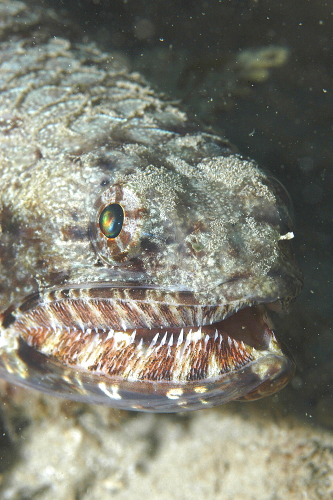 Lizardfish ( Synodus variegatus), detail of head showing jaws and teeth, Rangiroa, French Polynesia