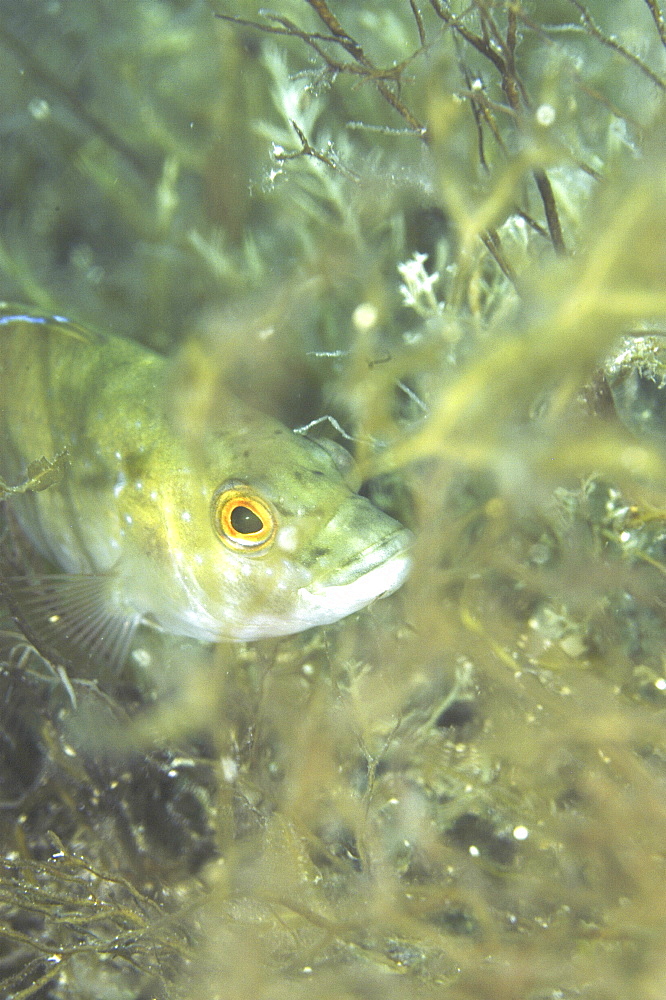 Green wrasse (Labrus viridus) hiding amongst algae with head clearly showing, Malta, Maltese Islands, Mediterranean