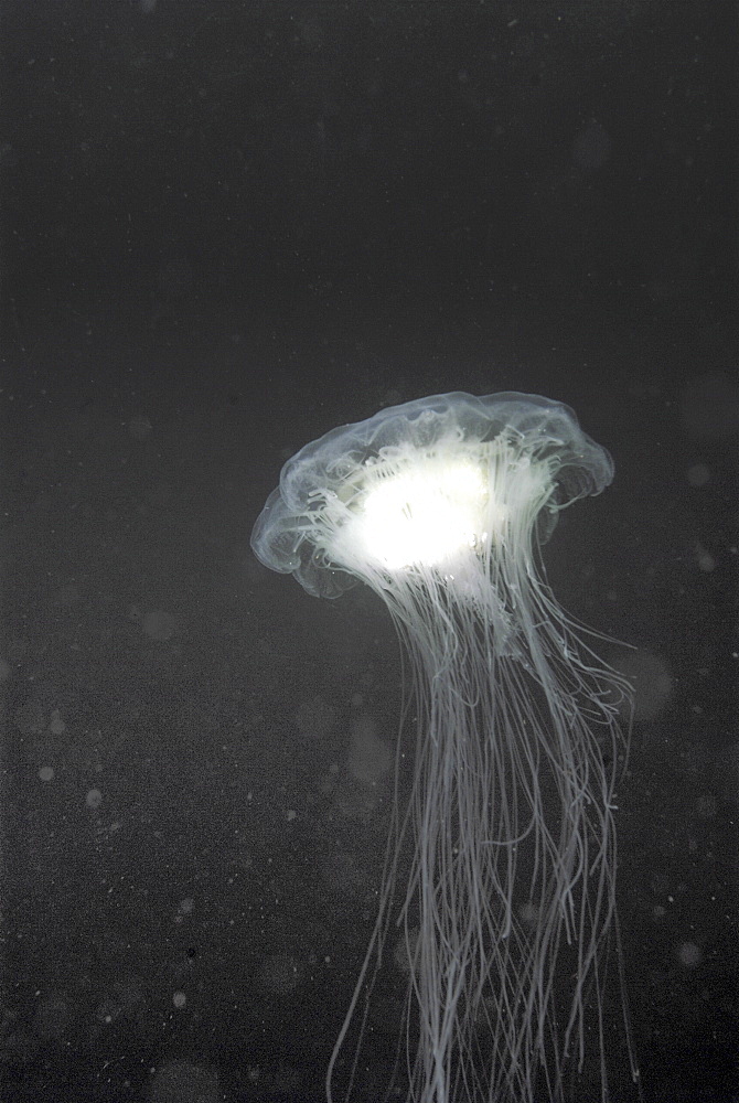  Lions mane jellyfish (Cyanea capillata), detail showing blue coloration, St Abbs, Scotland, UK North Sea