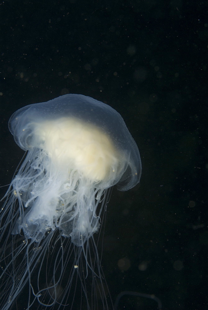  Lions mane jellyfish (Cyanea capillata), detail showing blue coloration, St Abbs, Scotland, UK North Sea