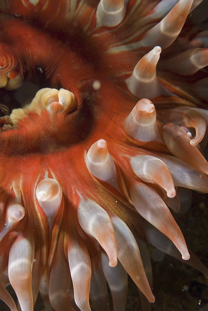 Dahlia Anemone, (Urticina felina),  lovely purple, red and pink coloration to tentacle detail, St Abbs, Scotland, UK North Sea