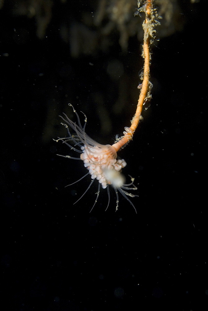 Solitary Hydroid (Tubularia indivisa), very clear view of single polyp head with black background, St Abbs, Scotland, UK North Sea