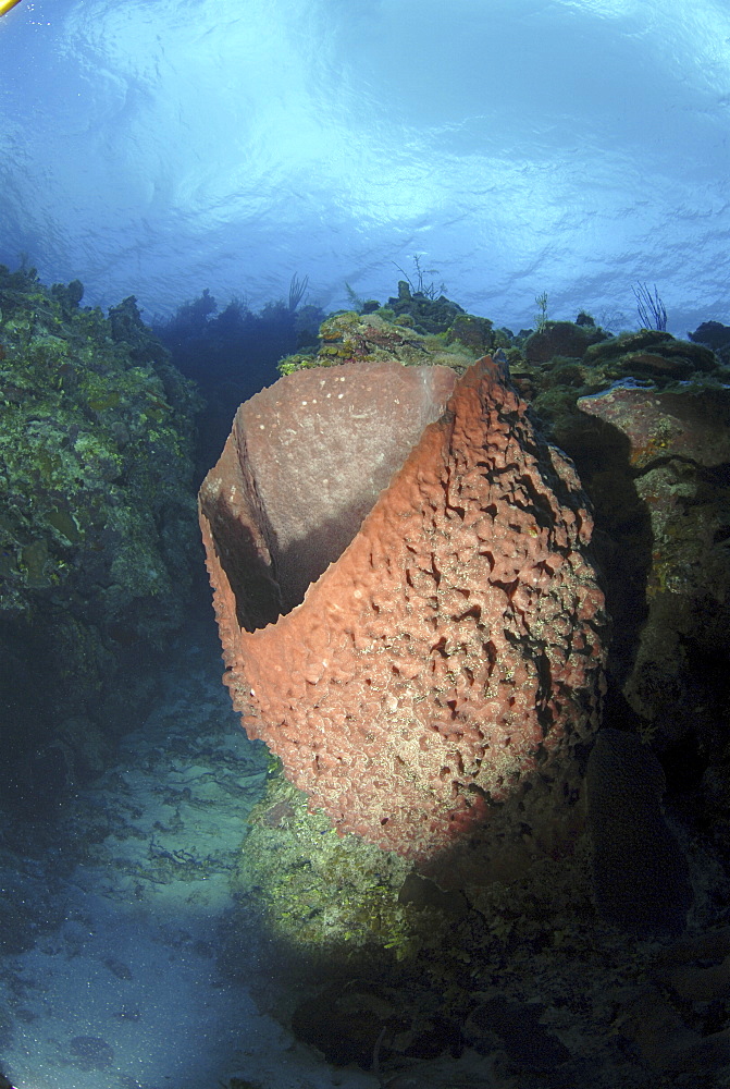 Barrel sponge (Xestospongia muta), large barrel sponge in spur and groove reef, Little Cayman Island, Cayman Islands, Caribbean